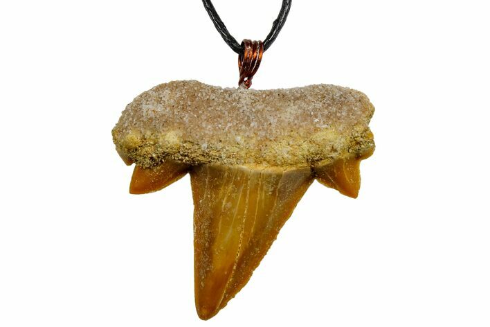 1.1" Fossil Mackerel Shark (Cretolamna) Tooth Necklace -Morocco
